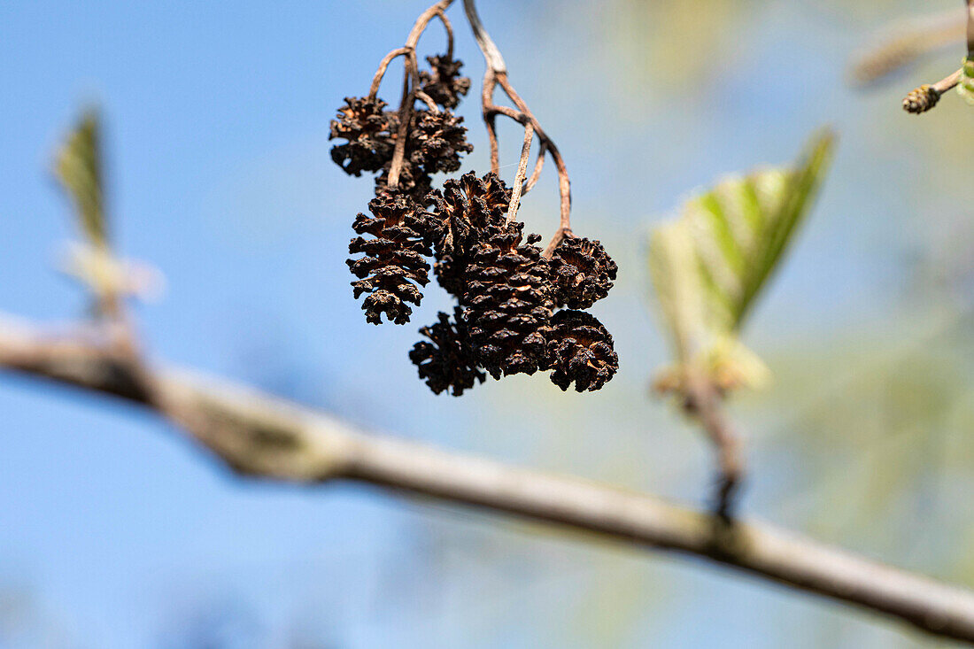 Alnus cordata