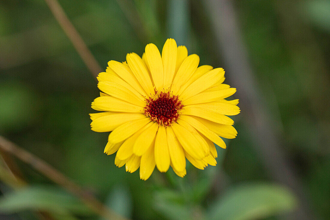 Calendula officinalis, yellow