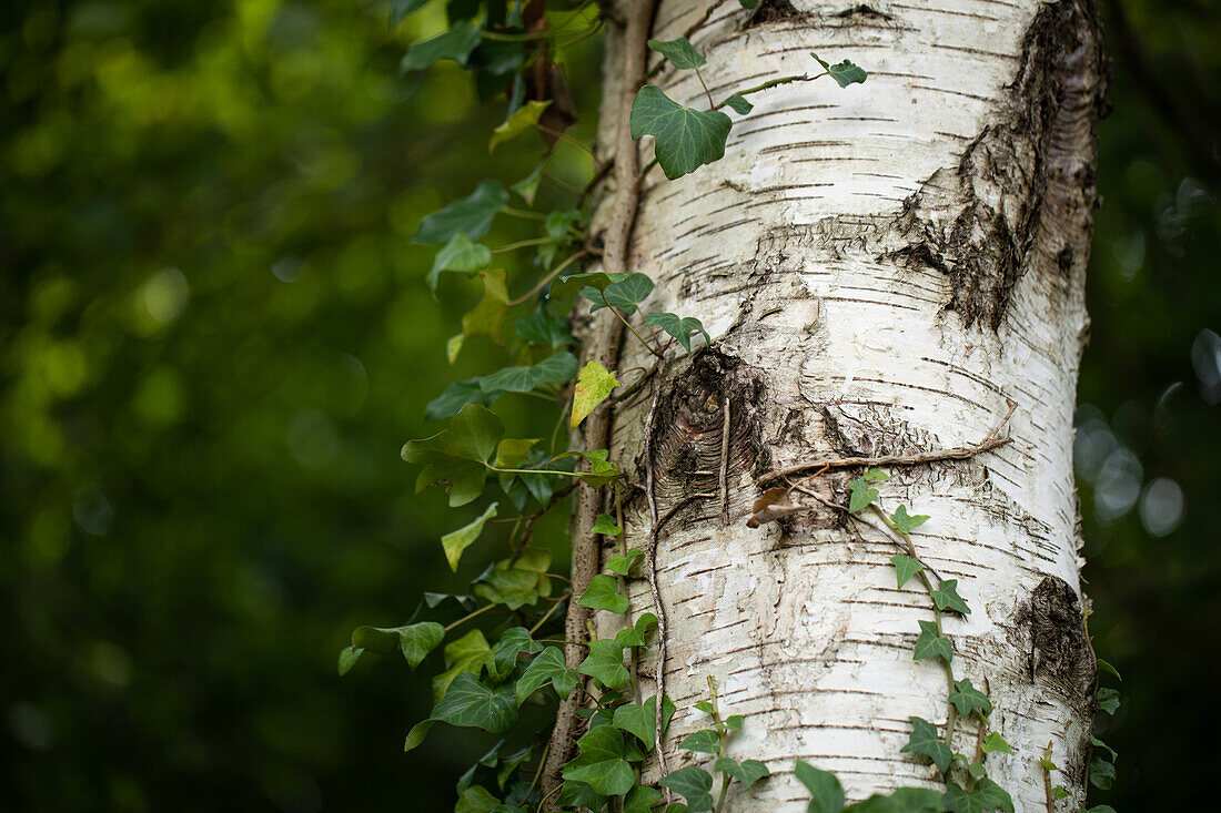 Birch trunk with ivy