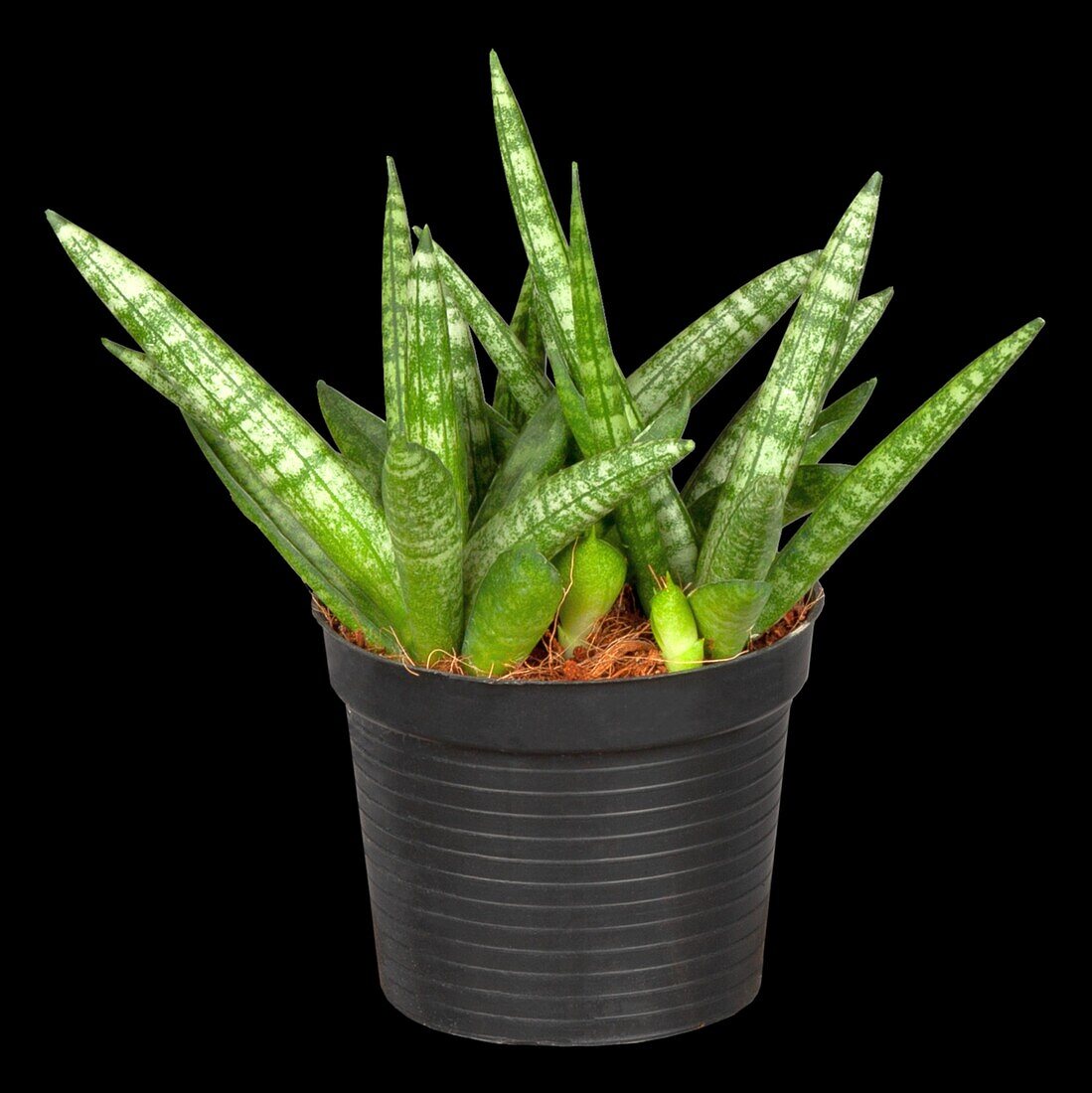 Sansevieria cylindrica