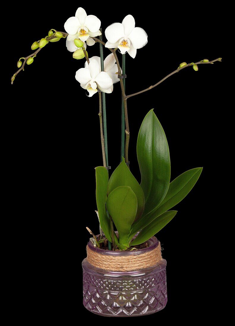 Phalaenopsis, white