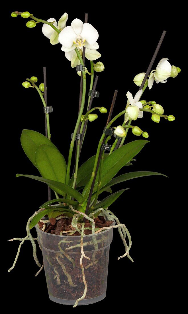 Phalaenopsis, white