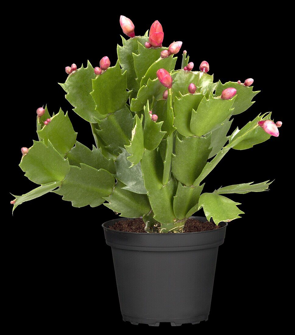 Schlumbergera bridgesii, pink