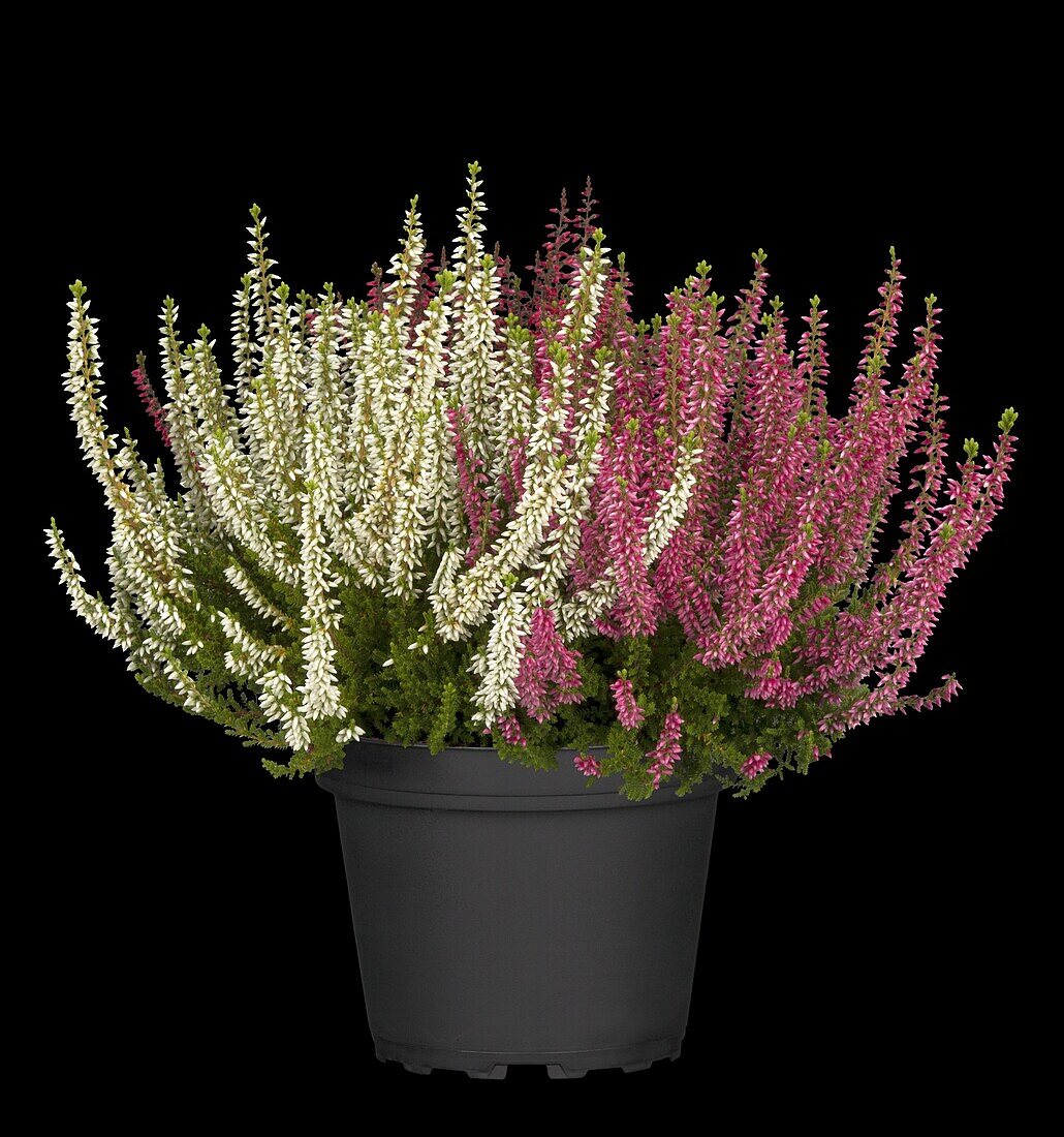 Calluna vulgaris 'Beauty Ladies'® Trio