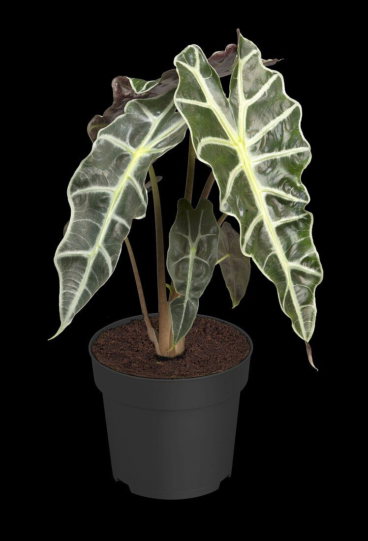 Alocasia x amazonica 'Polly'