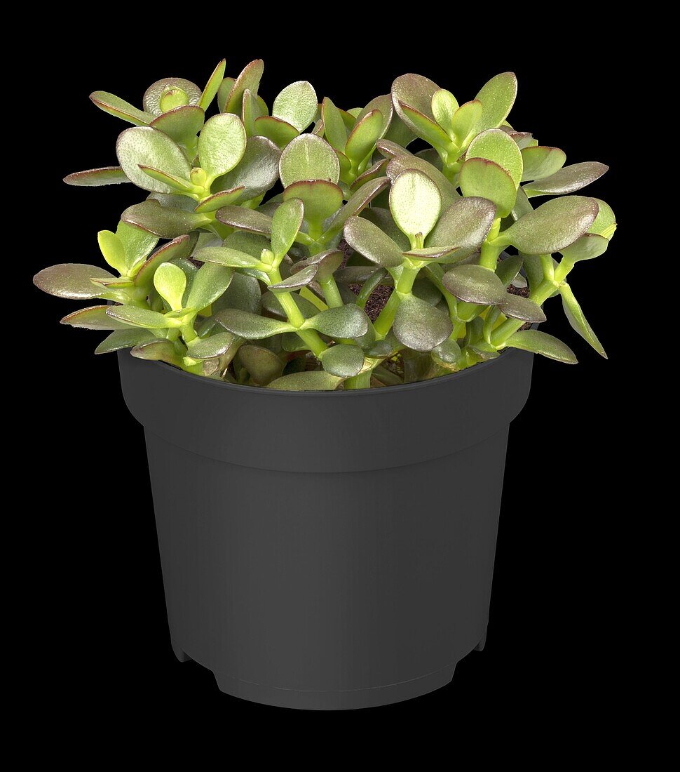 Crassula ovata var. minor