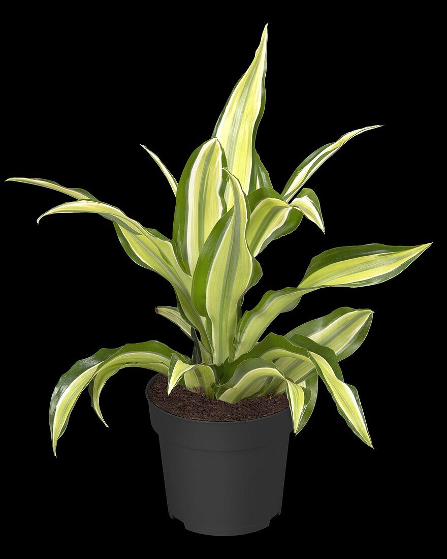 Dracaena deremensis 'Malaika'