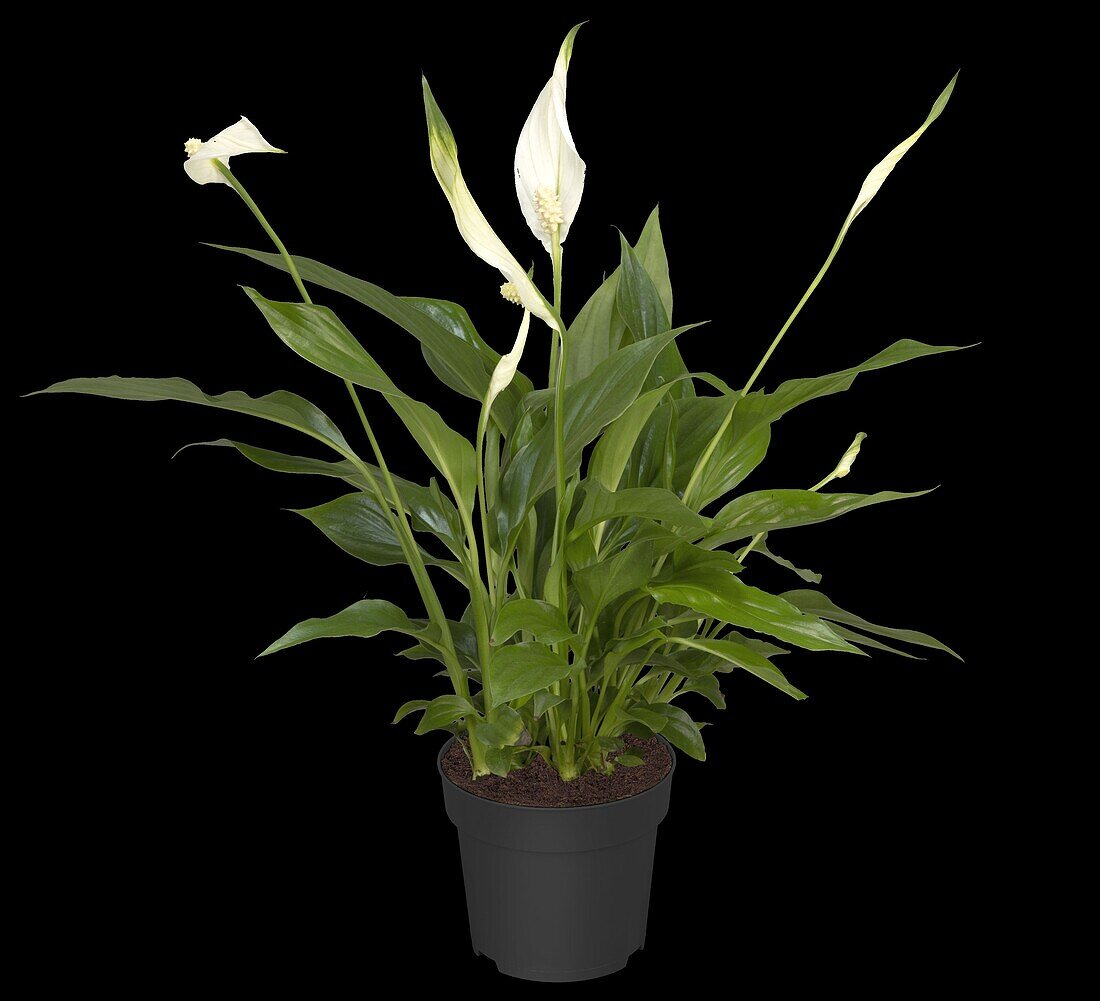 Spathiphyllum floribundum, white