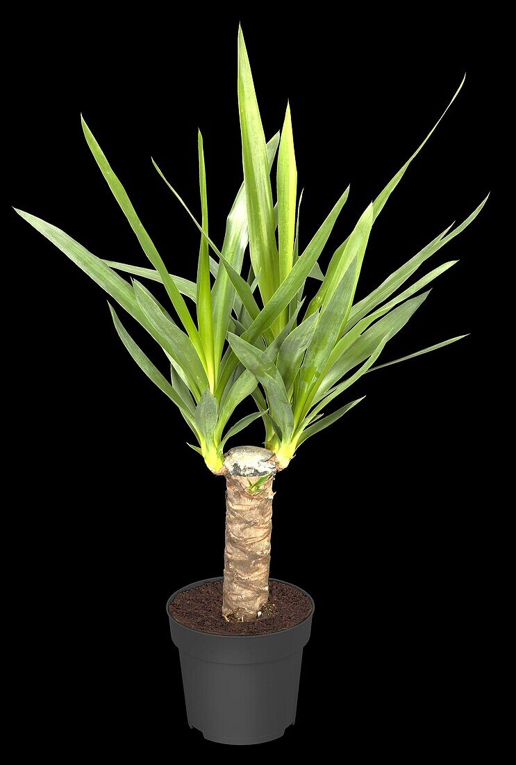 Yucca elephantipes