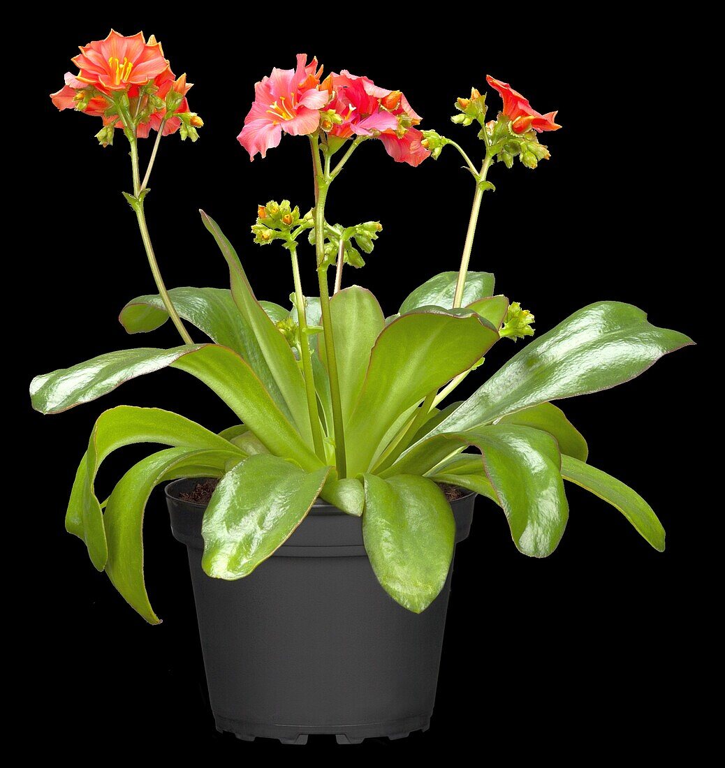 Lewisia cotyledon