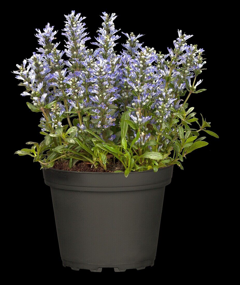 Ajuga reptans 'Chocolate Chip'