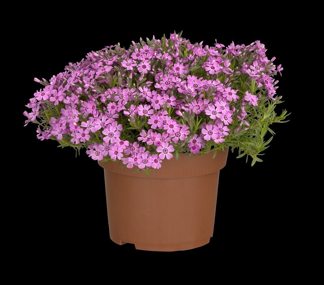 Phlox subulata 'Zwergenteppich'