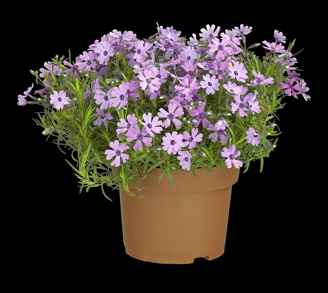 Phlox subulata, lila