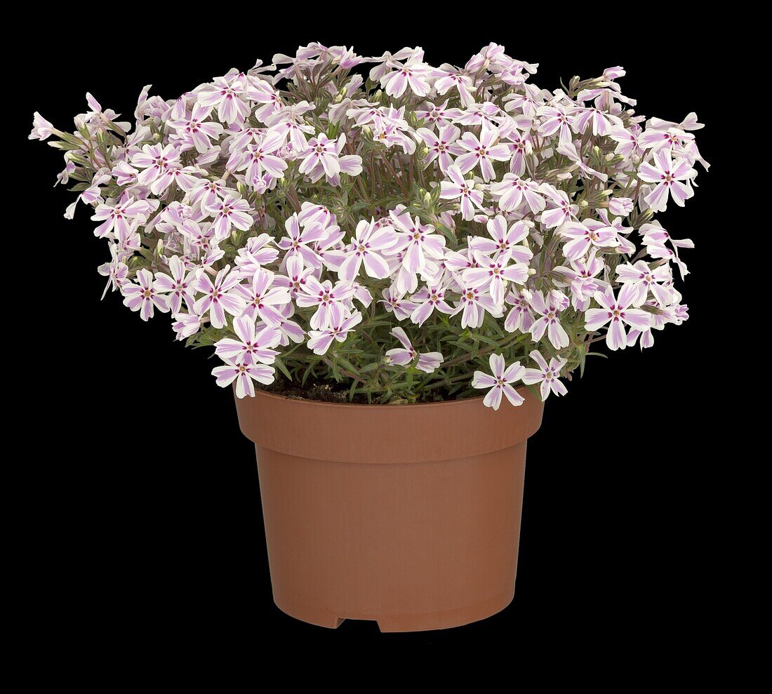 Phlox subulata, pink-striped