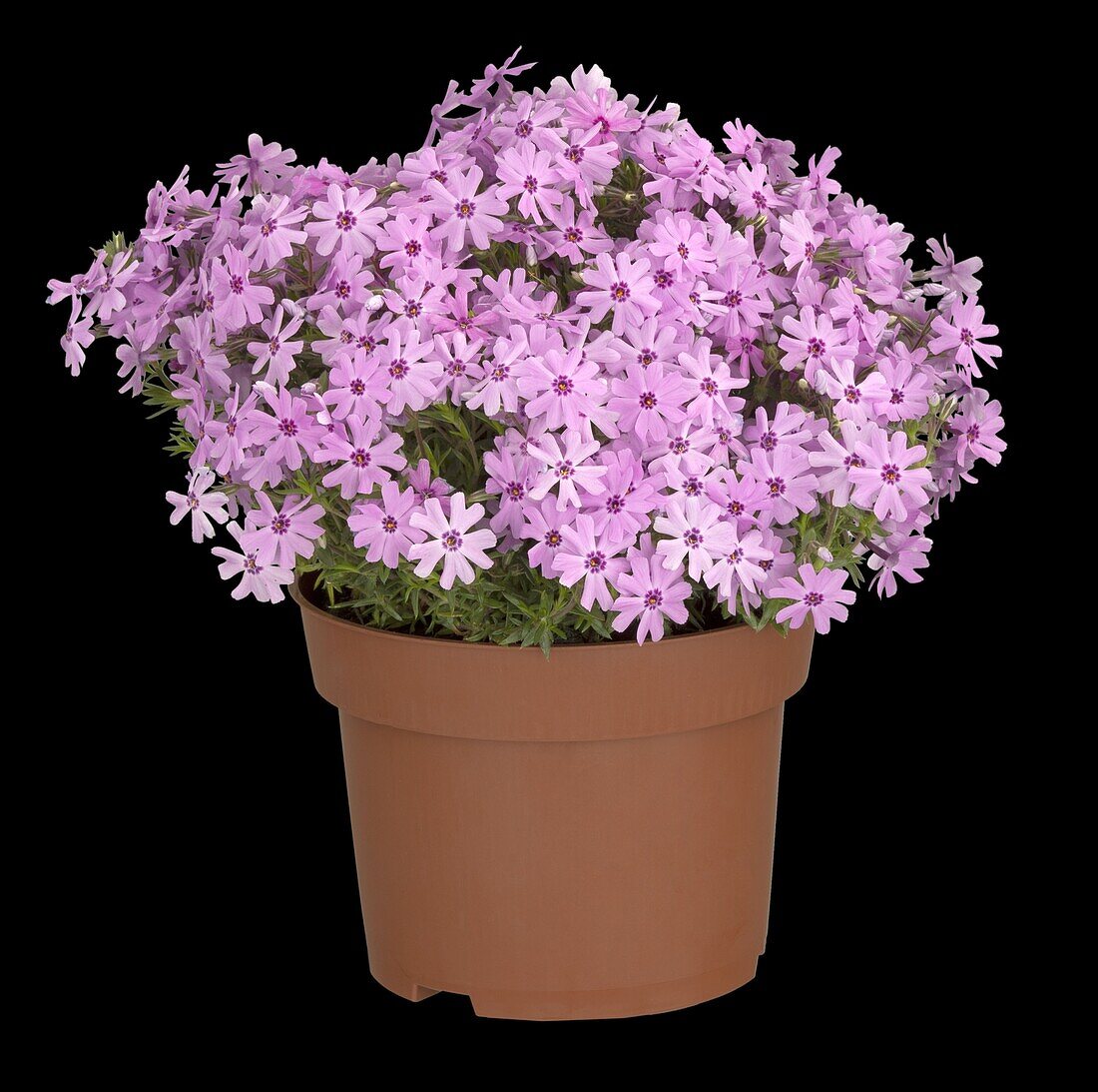 Phlox subulata, rosa