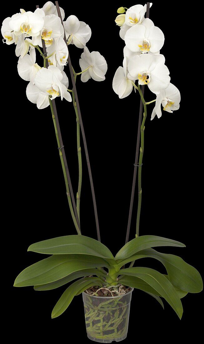 Phalaenopsis 'Nottingham'