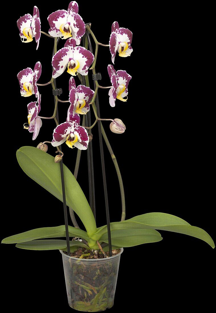 Phalaenopsis 'Compilation'