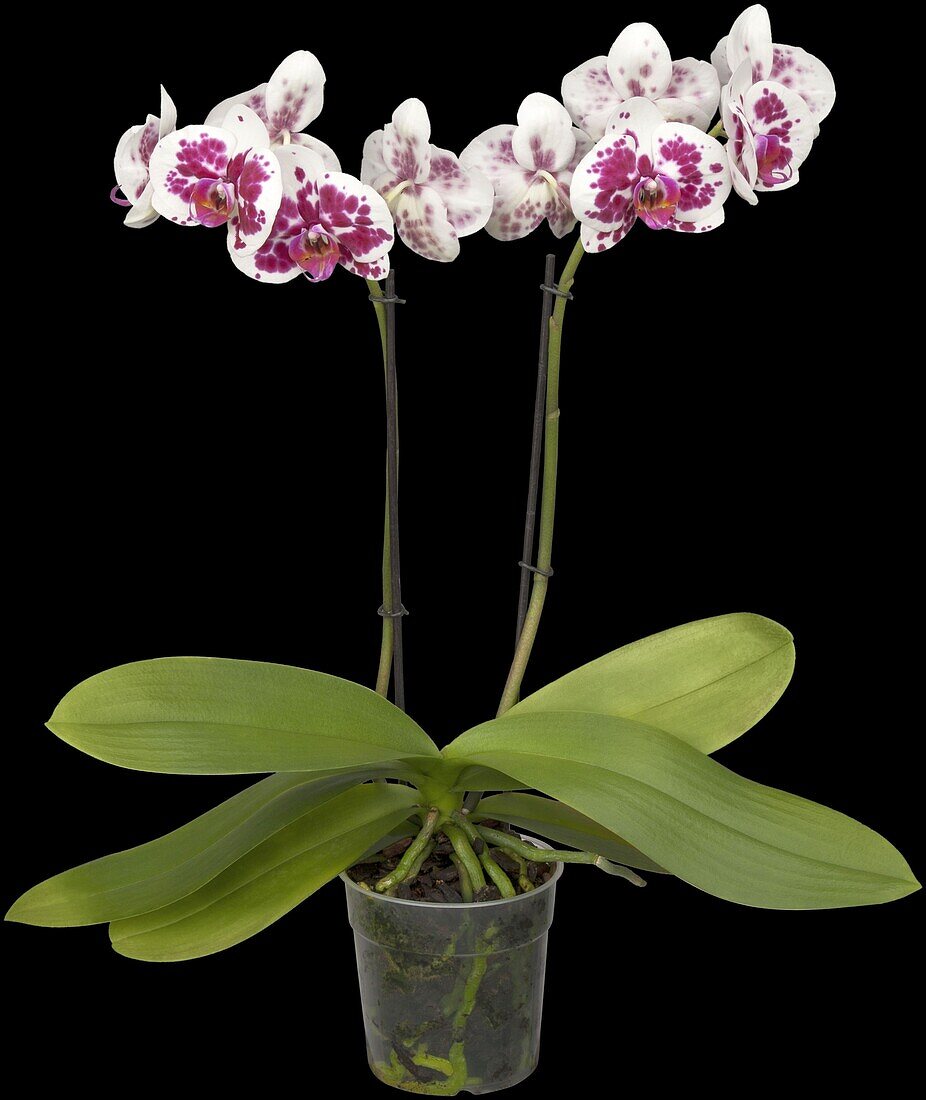 Phalaenopsis, dotted