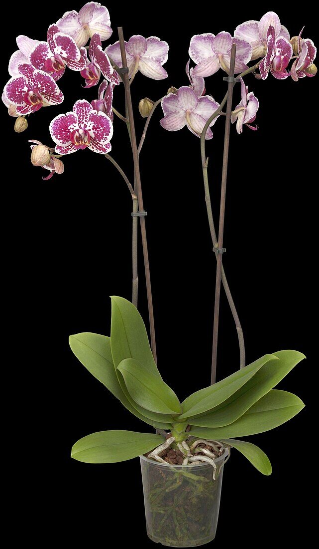 Phalaenopsis 'Chain Xen Pearl'