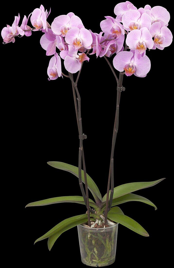 Phalaenopsis 'Babylon'