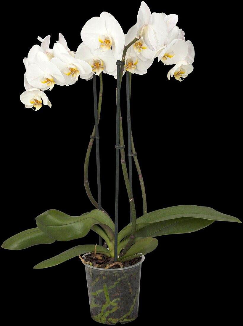 Phalaenopsis, weiß