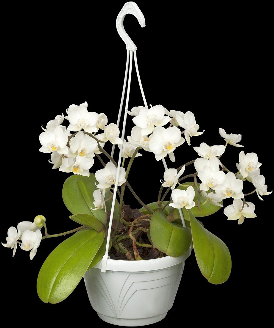 Phalaenopsis Ampel