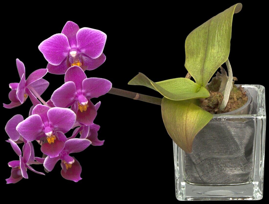 Phalaenopsis