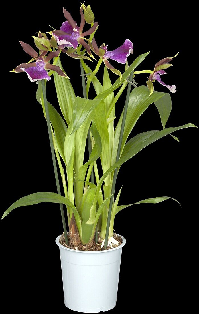 Zygopetalum