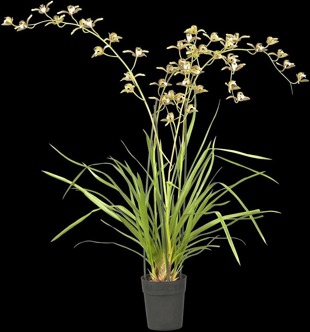 Cymbidium erythraeum