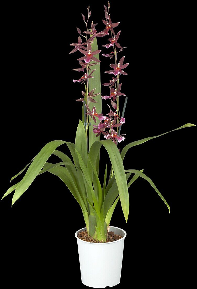 Burrageara 'Barrocco Red'