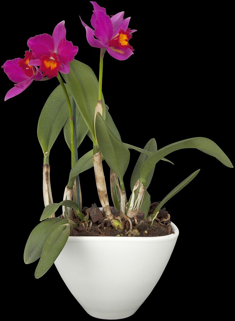 Cattleya