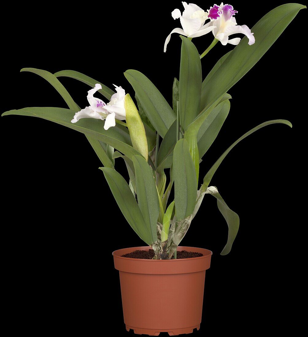 Cattleya, white