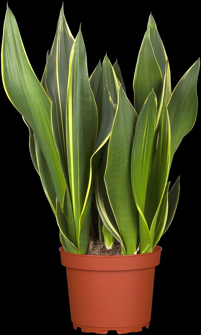 Sansevieria trifasciata 'Diamond Flame'