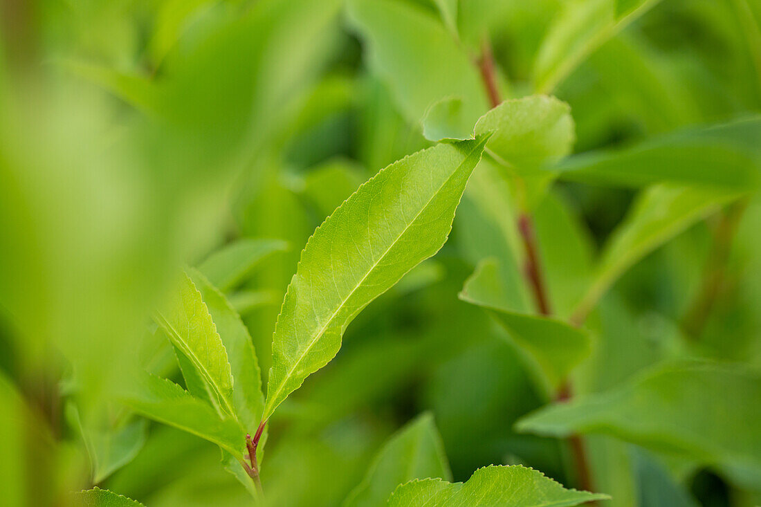 Prunus serotina