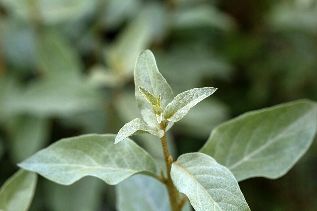 Elaeagnus commutata 'Zempin'