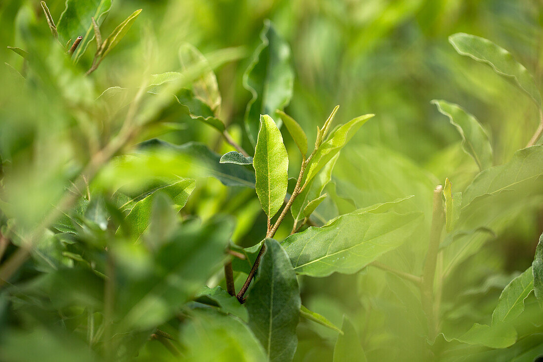 Elaeagnus multiflora