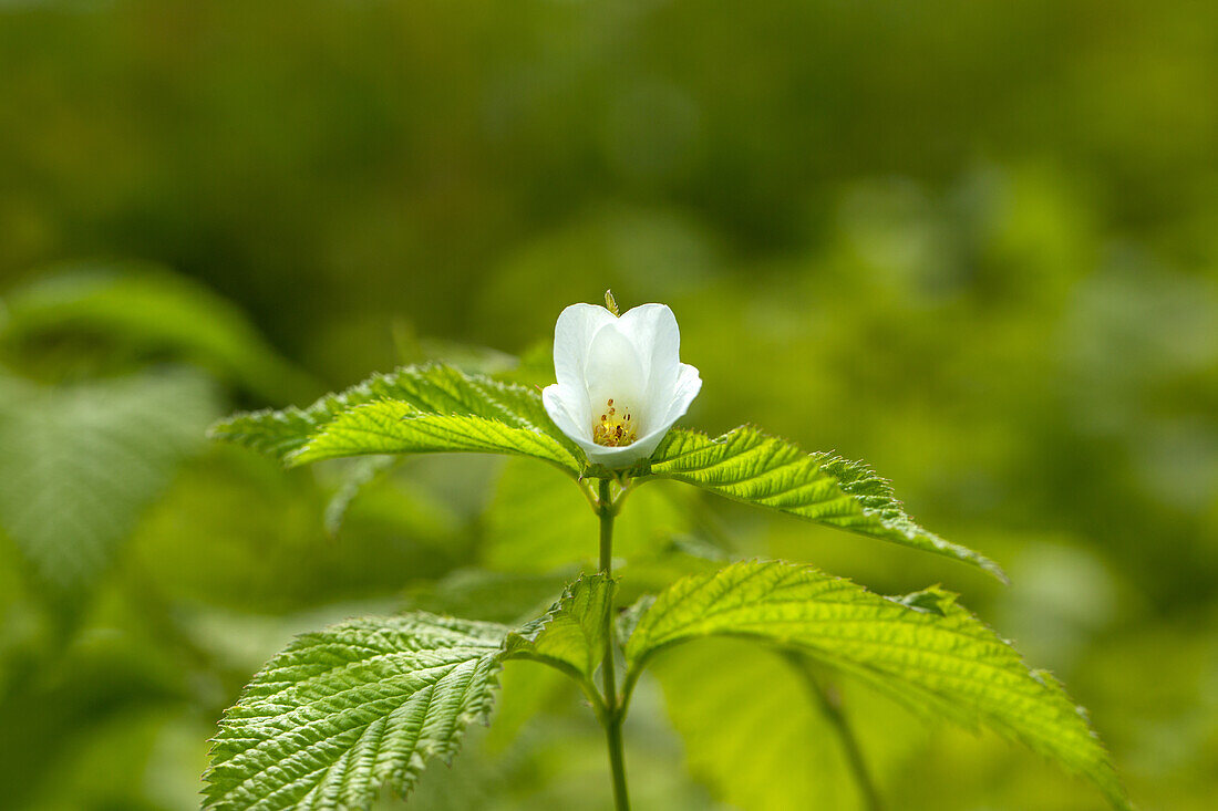 Rhodotypos scandens