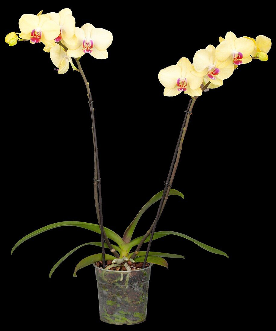 Phalaenopsis, gelb