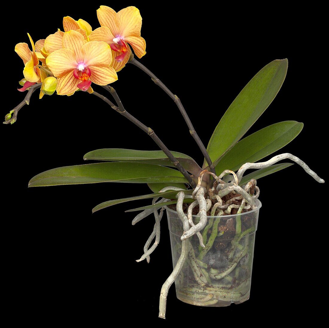 Phalaenopsis multiflora 'My Monroe Bronzer'