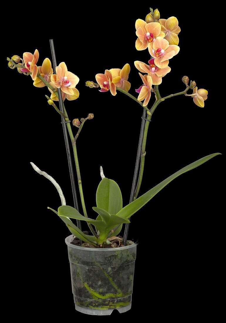 Phalaenopsis multiflora 'Grazia'