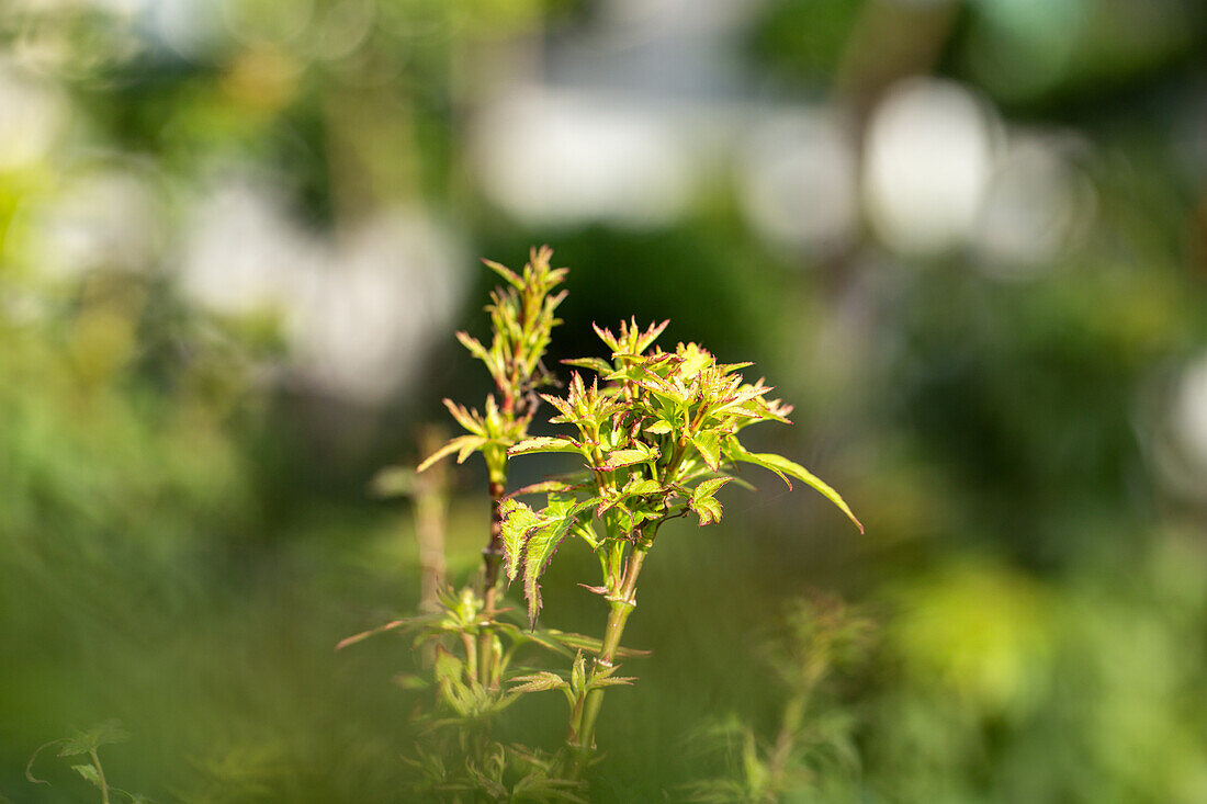 Acer palmatum 'Sharp´s Pygmy'