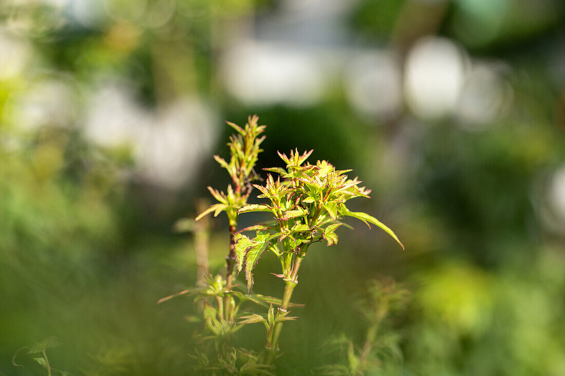 Acer palmatum 'Sharp's Pygmy'