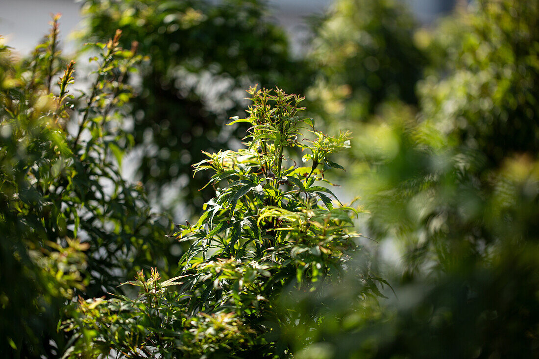 Acer palmatum 'Sharp´s Pygmy'