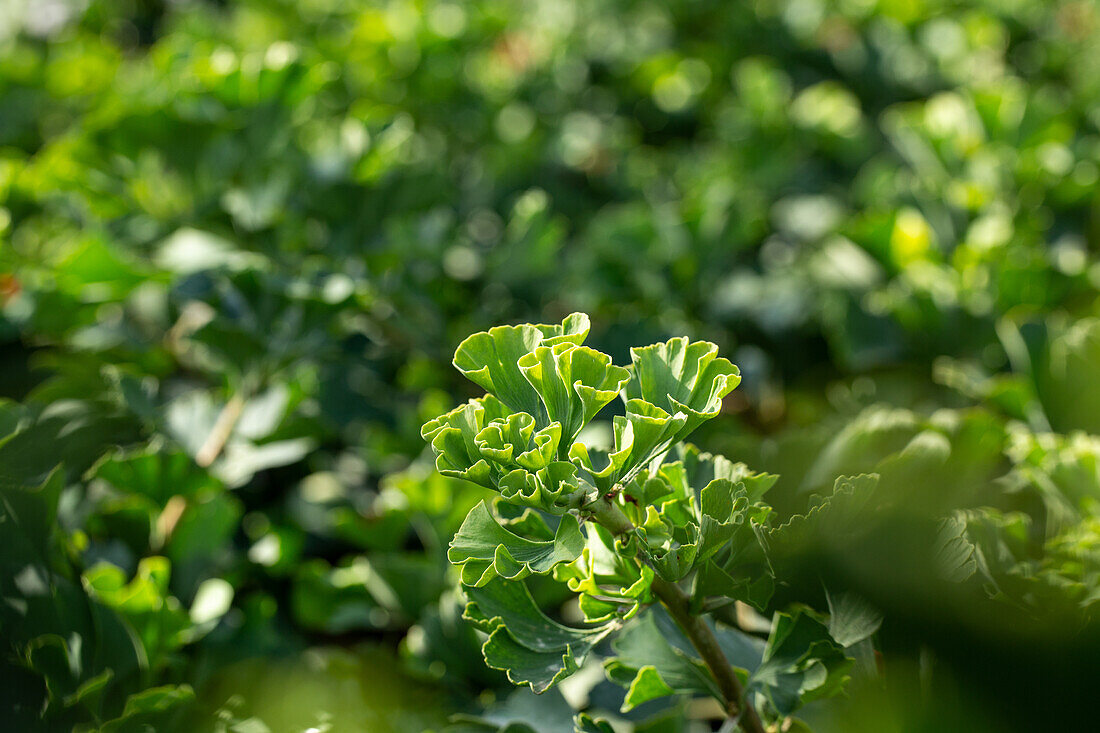 Ginkgo biloba 'Mariken'