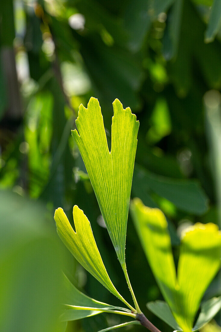 Ginkgo biloba 'Saratoga'