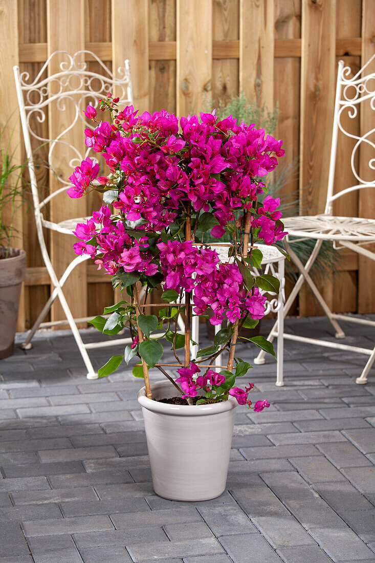 Bougainvillea glabra, Spalier