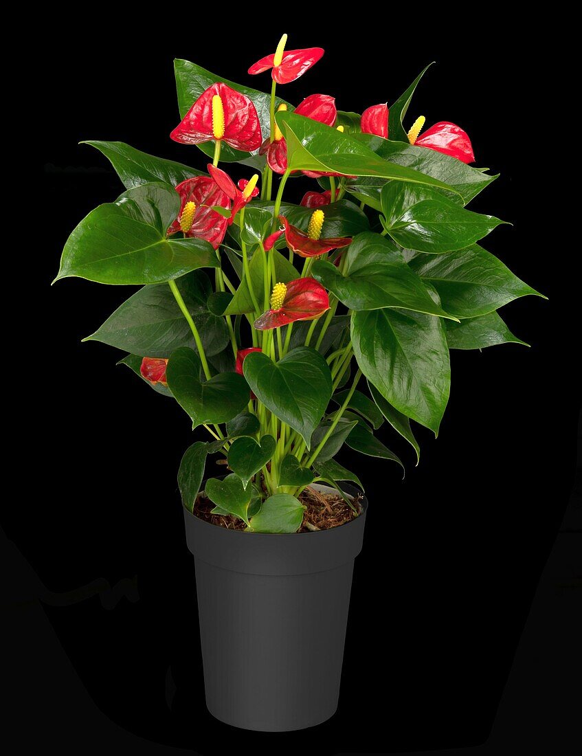 Anthurium x andreanum, red