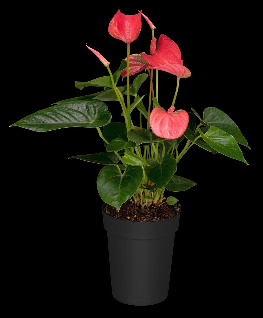 Anthurium x andreanum, pink