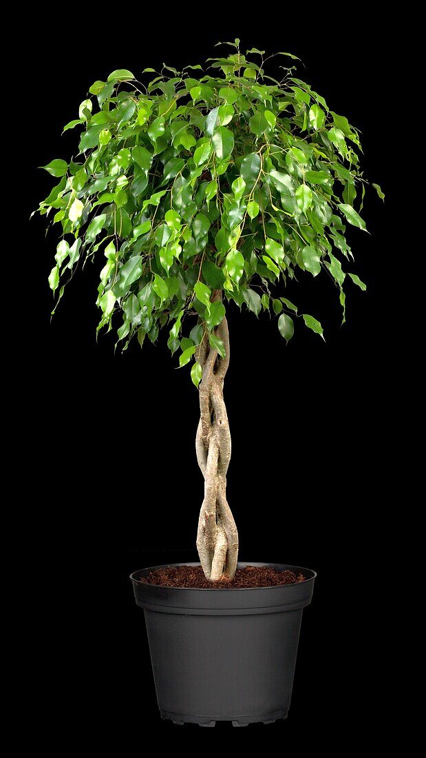 Ficus benjamina 'Exotica', trunk