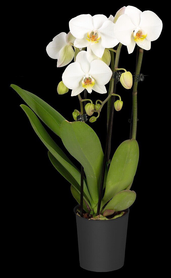 Phalaenopsis 'Cascade'